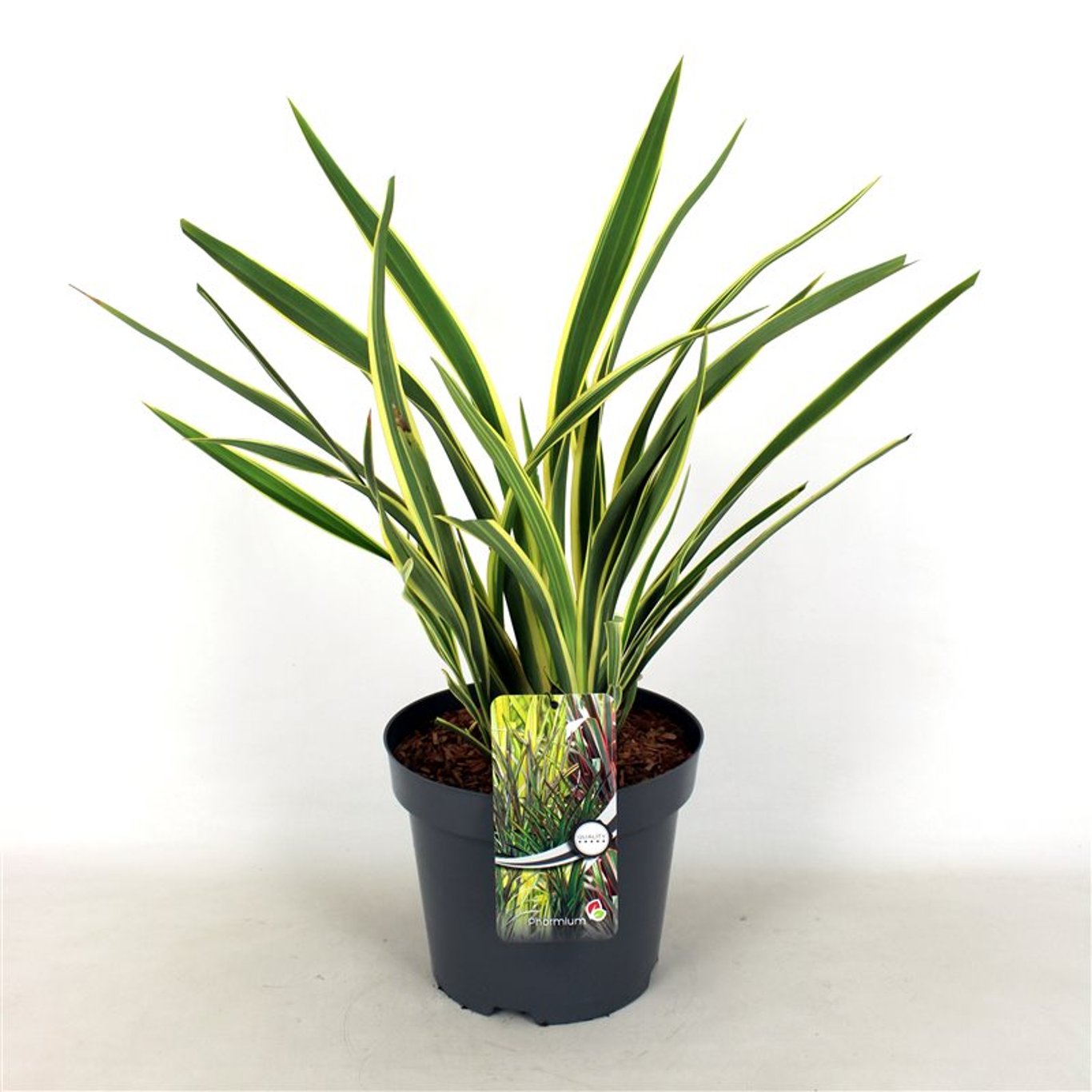 Phormium tenax 'Variegatum' - C7.5 40-60 CM